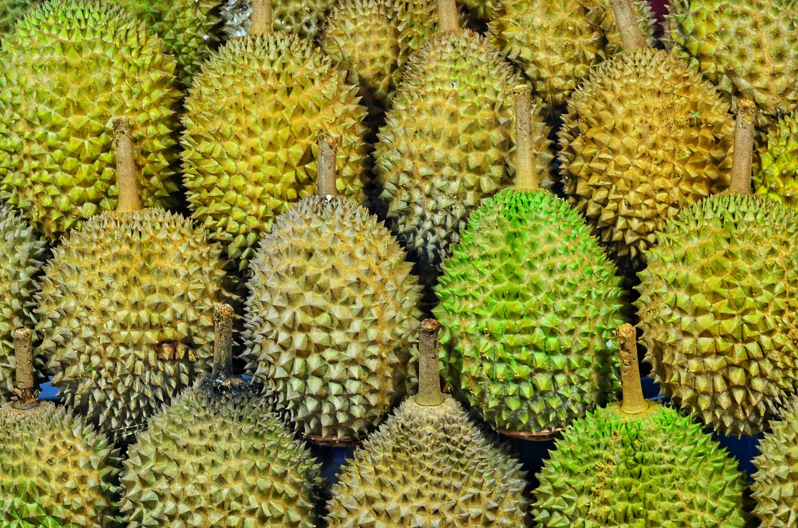 ทุเรียนสดผลใหญ่ ผลไม้ส่งออก